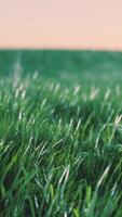 Soft defocused spring background with a lush green grass video