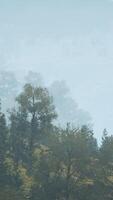 trees on meadow between hillsides with forest in fog video