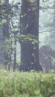 grünes gras im wald am sonnigen sommermorgen video