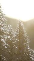 bellissimo paesaggio invernale in montagna video