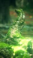 Old trees with lichen and moss in green forest video