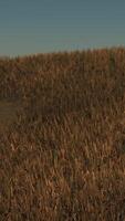 Gold Wheat Field at Sunset Landscape video