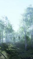 birch forest in sunlight in the morning video