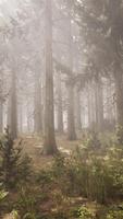 rayons de soleil dans la forêt naturelle d'épinettes video