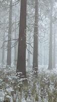 foresta congelata bianca d'inverno nella neve video