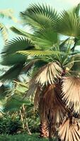 tropical palms and plants at sunny day video