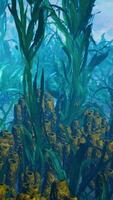 arrecife de coral submarino con rayos de sol video