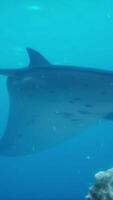 manta raggio è piace un' Soaring uccello al di sopra di un' colorato e diverso corallo scogliera video