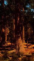 skymning avgörande över de sequoia skog video