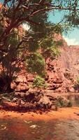 Colorado river with red stones and trees video