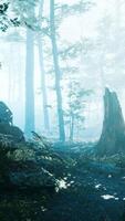 morning fog in deep forest video