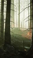 Lauffeuer brennt Boden im Wald video