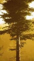 depth of coniferous forest with magical sunlight passing between the trees video