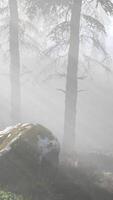 forêt lumineuse tôt le matin dans les montagnes video