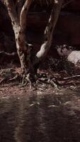 The Colorado river cutting through red sandstone canyons video