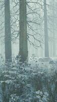 Frozen winter forest in the fog video