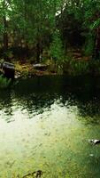 forest spring landscape with overgrown pond video