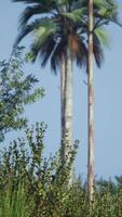 tropische palmen und gras am sonnigen tag video