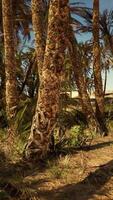 Palmenoase in der Wüste video