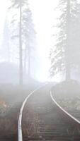 empty railway goes through foggy forest in morning video