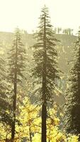 vallée de montagne avec forêt de pins contre les crêtes lointaines video