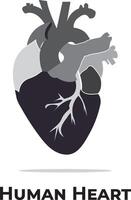 human heart. Heart anatomy. heart attack vector