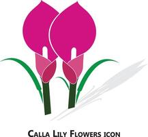 calla lily flowers on white background vector