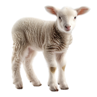 Lamb front view isolated on isolated transparent background png