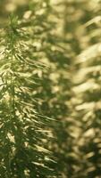 monocoltura di canapa erba marijuana piantagione video