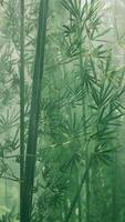 Bamboo forest of southern China video