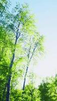 Green birch forest at sunset video