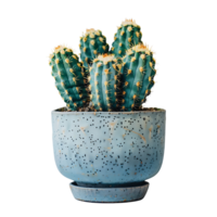 cactus sur pot sur isolé transparent Contexte png