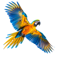 Macaw parrot flying isolated transparent background png
