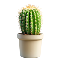 Cactus on pot on isolated transparent background png