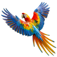 Macaw parrot flying isolated transparent background png