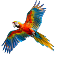 guacamayo loro volador aislado transparente antecedentes png