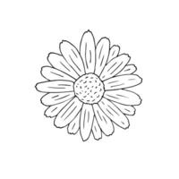 Hand drawn doodle sketch daisy chamomile vector