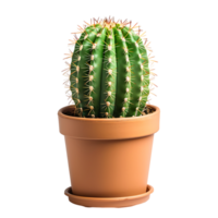 Cactus on pot on isolated transparent background png