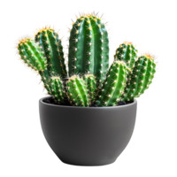 Cactus on pot on isolated transparent background png