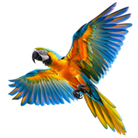 Macaw parrot flying isolated transparent background png