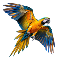 guacamayo loro volador aislado transparente antecedentes png