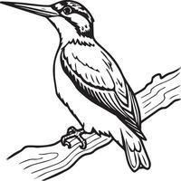 Woodpecker coloring pages. Woodpecker bird outline. Bird line art for coloring book vector