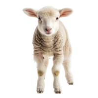 Lamb front view isolated on isolated transparent background png