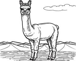 Alpaca coloring pages. Alpaca animal outline for coloring book. Animals Line Art vector