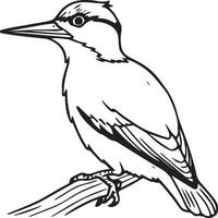 Woodpecker coloring pages. Woodpecker bird outline. Bird line art for coloring book vector