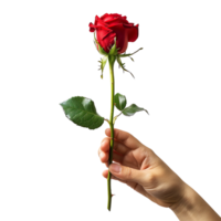 Hand holding red rose on isolated transparent background png