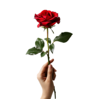 Hand holding red rose on isolated transparent background png