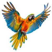 Macaw parrot flying isolated transparent background png