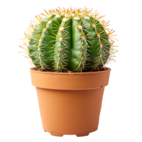 Cactus on pot on isolated transparent background png