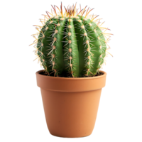 Cactus on pot on isolated transparent background png